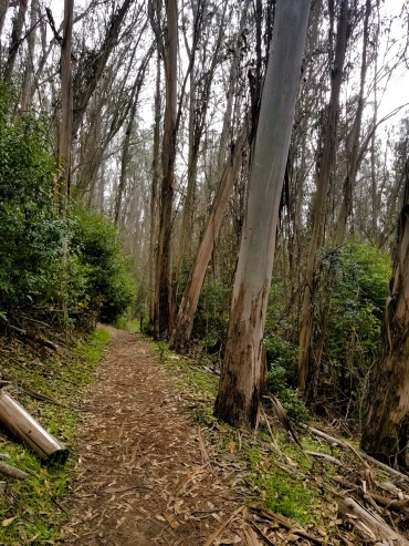 Trail to Wildcat Peak